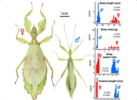 Sexual dimorphism in P. philippinicum. Pictures display an adult female ...