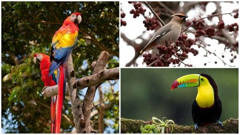 National Birds Day 2024: Most beautiful and unique birds in the world ...