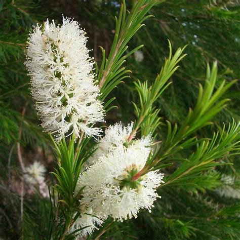 melaleuca armillaris (Bracelet Honey Myrtle) – Westgrow Farm Trees