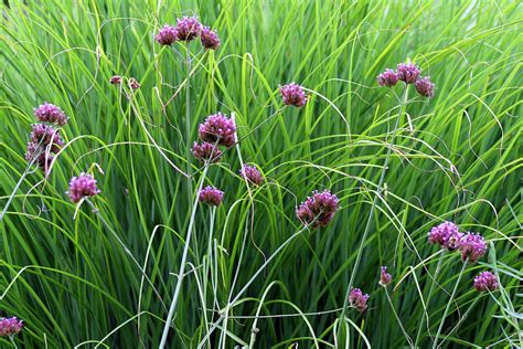 Grass with purple flowers - livingapo