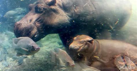 Baby hippo can’t leave his big sister’s side while swimming – Madly Odd!