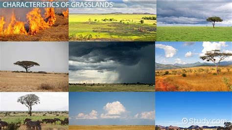 Temperate Grassland Trophic Levels