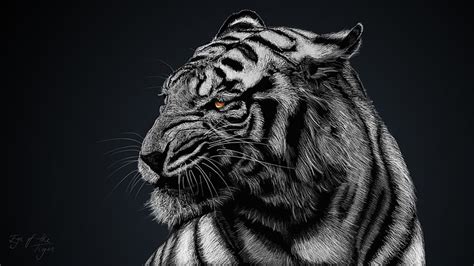 White Tiger, Dark Tiger HD wallpaper | Pxfuel