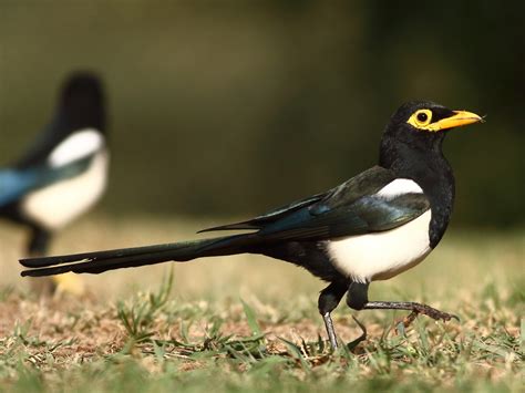 Yellow-billed Magpie - eBird