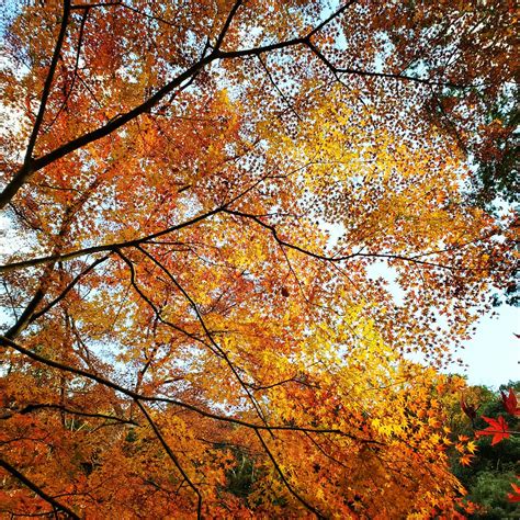 Japan Fall Foliage Blog