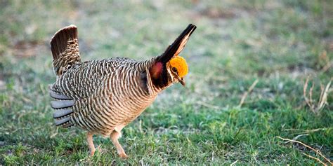 Lesser Prairie-Chicken Conservation | Audubon Southwest