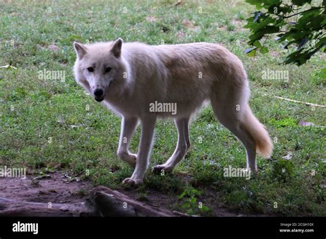 Arctic wolf pack in zoo Stock Photo - Alamy