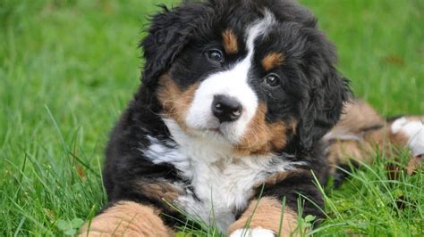 Bernese Mountain Dog Lab Mix Puppies For Sale / Bernese Mountain Dog ...