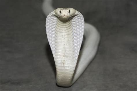 Albino Cobra | San diego zoo, Cobra, Snake