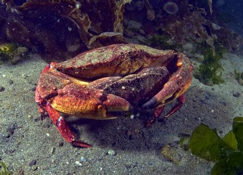 Animal Sex: How Crabs Do It | Animal Mating & Behavior | Live Science