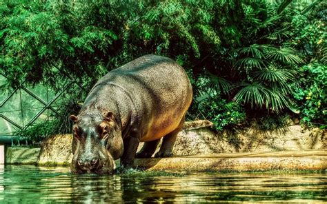 Hippo Wallpaper HD Download