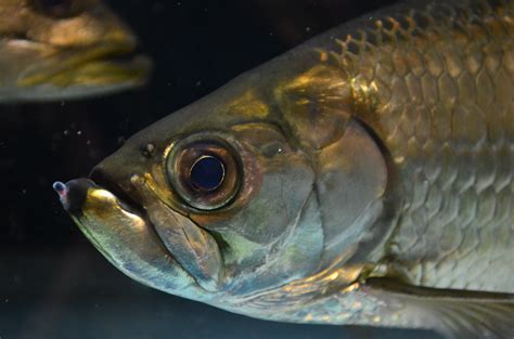 Freshwater Atlantic tarpon(Megalops atlanticus) | Chung Lam | Flickr