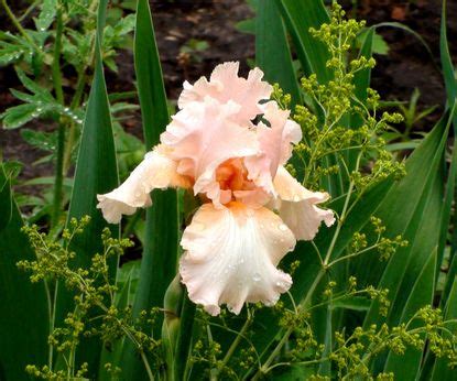 Best bearded iris varieties: 12 stunning types to try | Homes & Gardens