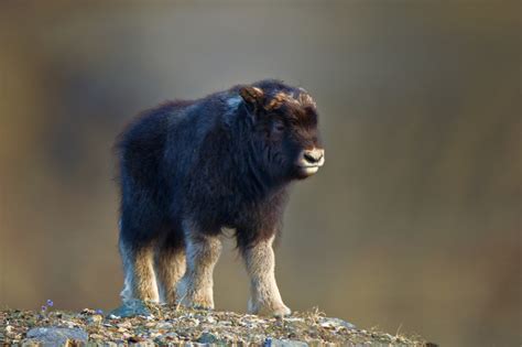 Baby Musk Ox by Randy Kokesch / 500px