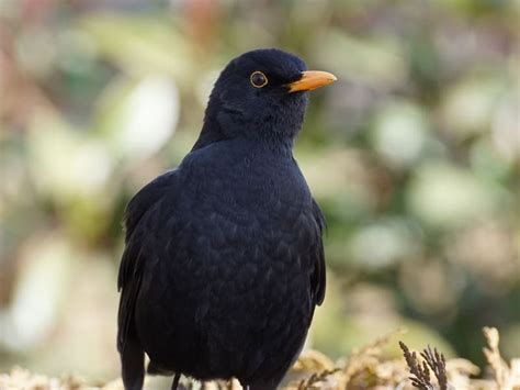 8 Black Birds with Yellow Beaks | [With Pictures]