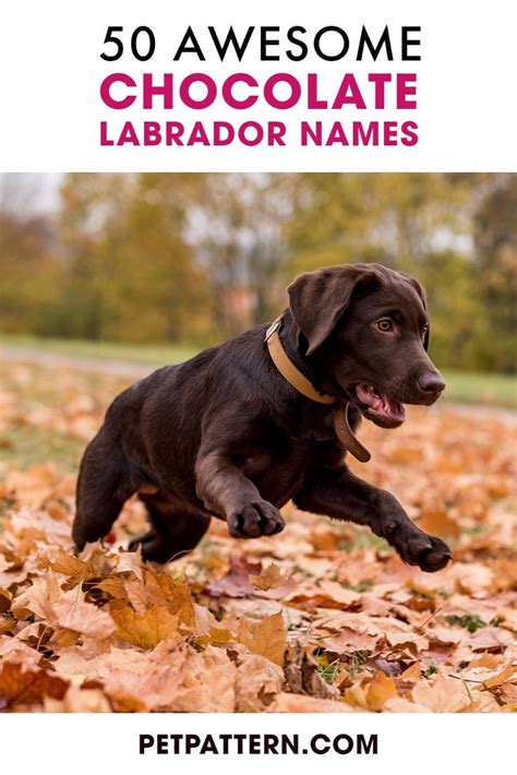 50 Awesome Chocolate Labrador Names | Labrador names, Chocolate labrador, Labrador