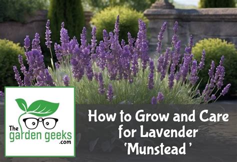 🌸How to Grow and Care for Lavender ‘Munstead’