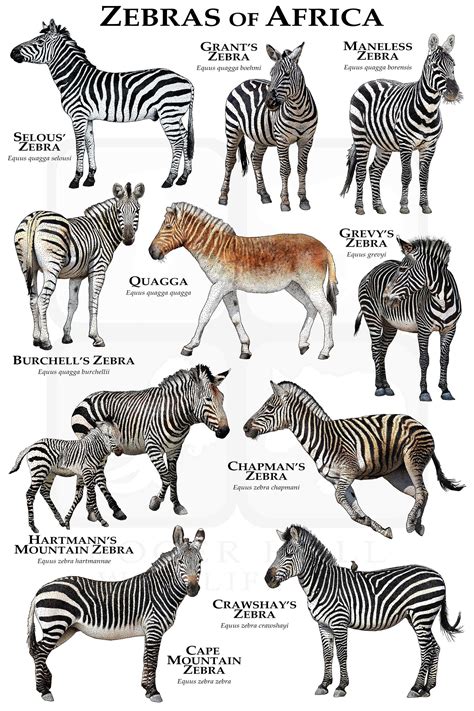 Zebras of Africa Poster / Field Guide - Etsy Canada | Zebras animal ...