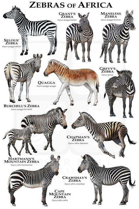 Zebras of Africa Poster / Field Guide - Etsy Canada | Zebras animal, Zebras, Nature animals