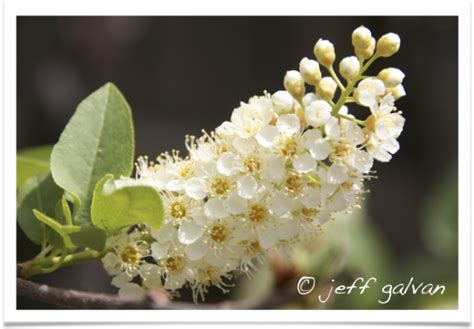 Chokecherry White Flowers | Boulder Tree Care - Pruning & Tree Removal ...