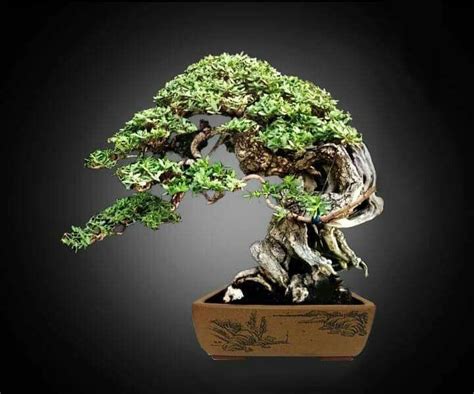 Gambar Bonsai Kimeng - Blogger Bonsai Bengkulu