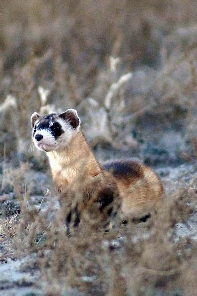 Black-footed Ferret Conservation - CMZoo