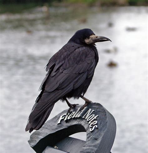 Rook (Corvus Frugilegus) | Slimbridge, Gloucestershire | Flickr