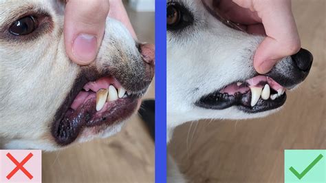 Should you clean your dog's teeth? — Pocket Puppy School