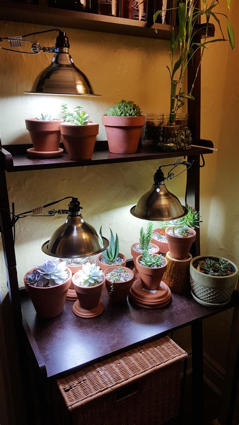 Grow lights for succulents? : r/succulents