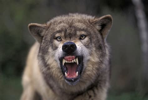 Wolf Howl Study Suggests Behavior Helps Animals 'Keep In Touch' With Friends | HuffPost