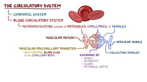 Arteriole, venule and capillary histology: Video | Osmosis