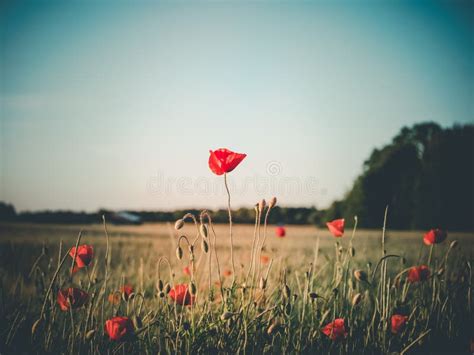 Image of Huge Poppy Field during Sunset Stock Image - Image of natural ...