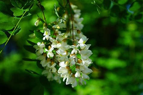 Unraveling The Mysteries Of False Acacia Plant