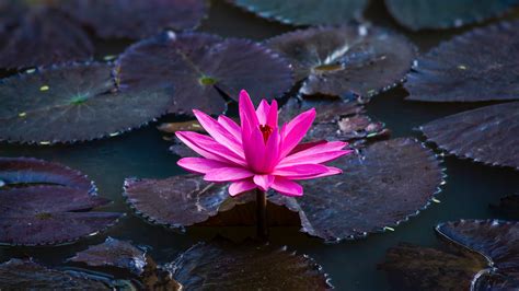 Lotus 5k, HD Flowers, 4k Wallpapers, Images, Backgrounds, Photos and ...