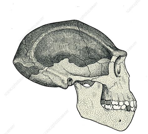 Homo erectus skull - Stock Image - E438/0134 - Science Photo Library