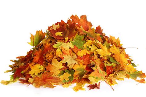 Pile Of Leaves Pictures, Images and Stock Photos - iStock