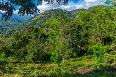 Tea Plantations Around Ella in Sri Lanka Stock Photo - Image of asia, industry: 274456298