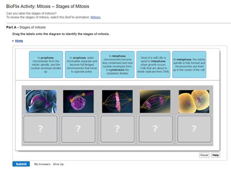 Mitosis Phases Animation