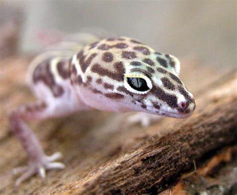 Banded Geckos | Arts-and-leisure | tucson.com