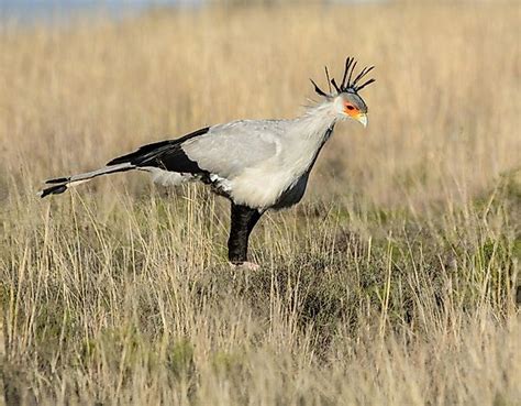 The Native Birds Of Zambia - WorldAtlas.com