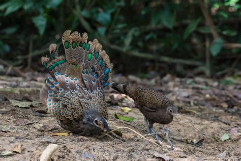 Phasianidae series: Pheasant | 雉科 | liewwk Nature | Flickr