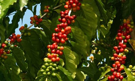 Coffee Harvest Season in Kona, Hawaii – Konacoffee.com