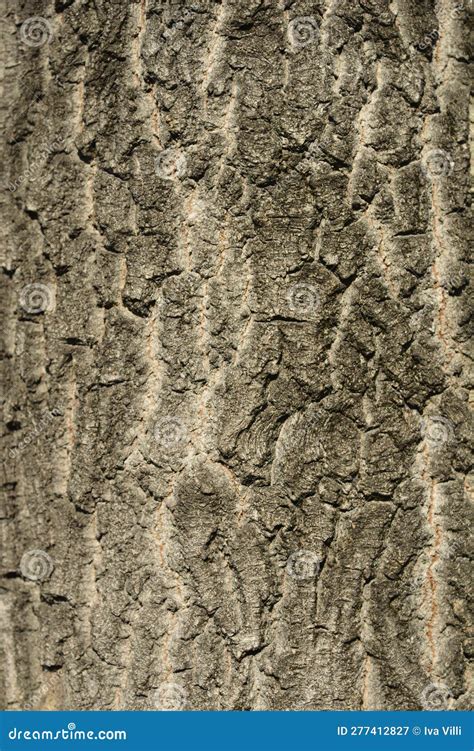 Boxelder maple stock image. Image of elder, ashleaved - 277412827