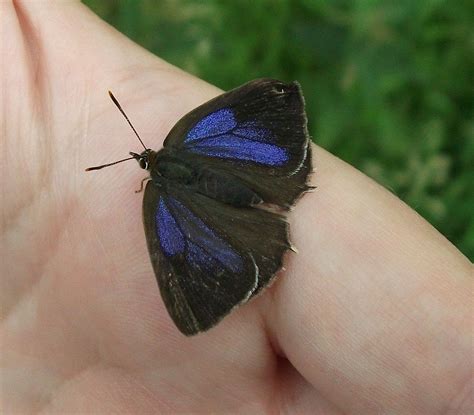 purple hairstreak butterfly - neozephyrus quercus | Moth caterpillar, Purple, Flowers and ...