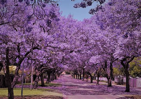 Foto de stock gratuita sobre árboles de jacaranda, calles de jacaranda