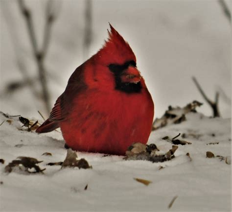 A Cardinal munching seed at a feeder during snow storm. | Bird houses, Bird, Snow storm