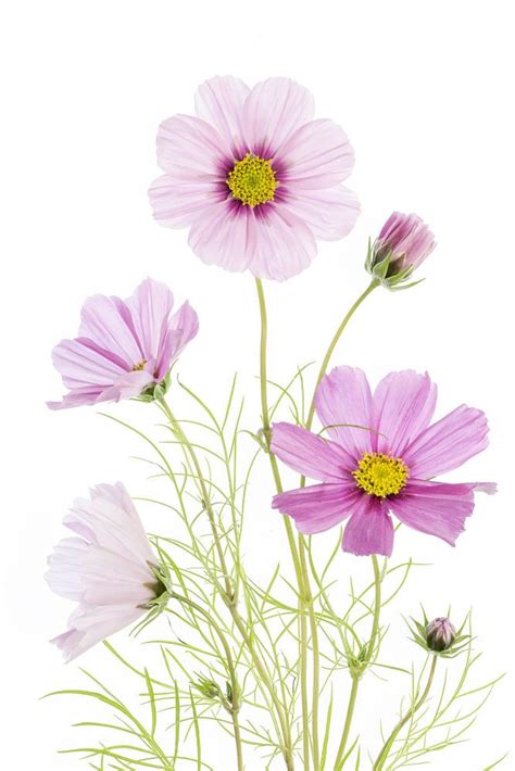 cosmos by Mandy Disher | Flowers photography wallpaper, Wildflower drawing, Watercolor flowers