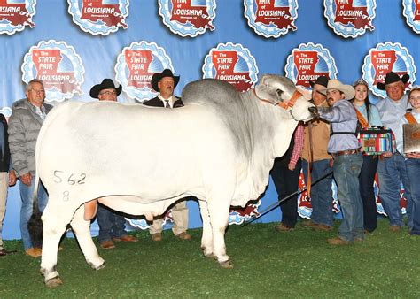 Brahman Champions | GKB Cattle - Herefords, Angus, Brangus & Brahman Cattle