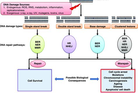 An overview of different types of DNA damage and the expected repair... | Download Scientific ...