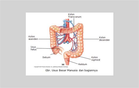 Usus Besar (Kolon) : Pengertian, Struktur, Fungsi, Bagian - cekrisna